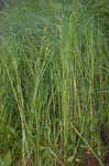 Hairyfruit sedge